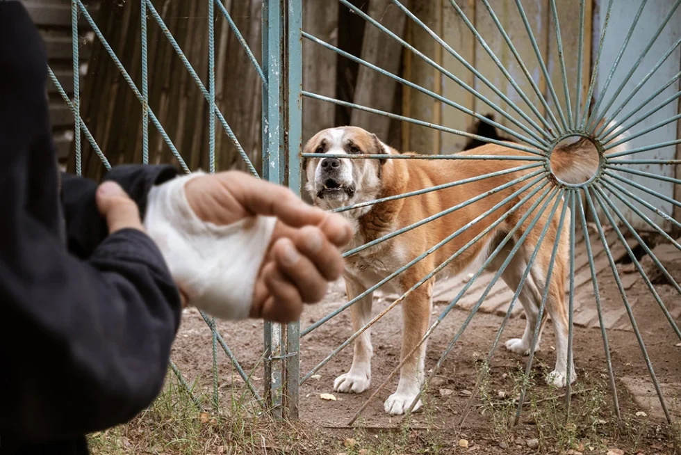 Ottawa Dog Bite Claims Lawyers Dog bite injury claim handled by personal injury lawyers in Ottawa
